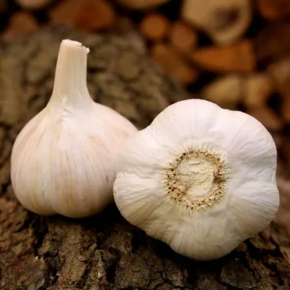 Sadilni česen Havel - Allium sativum - trd česen - 1 pakiranje