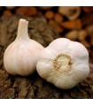 Sadilni česen Havel - Allium sativum - trd česen - 1 pakiranje