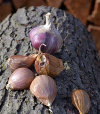 Sadilni česen Janko - Allium sativum - trdovrat - 1 pakiranje
