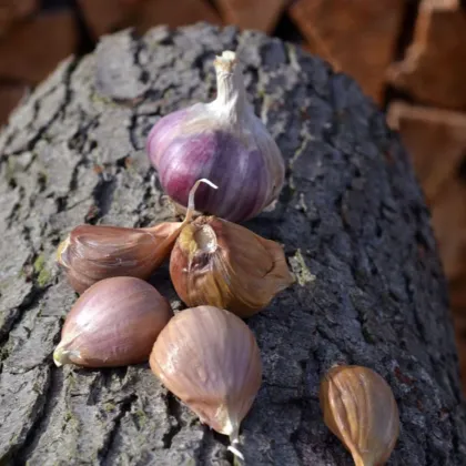 Sadilni česen Janko - Allium sativum - trdovrat - 1 pakiranje
