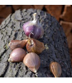 Sadilni česen Janko - Allium sativum - trdovrat - 1 pakiranje