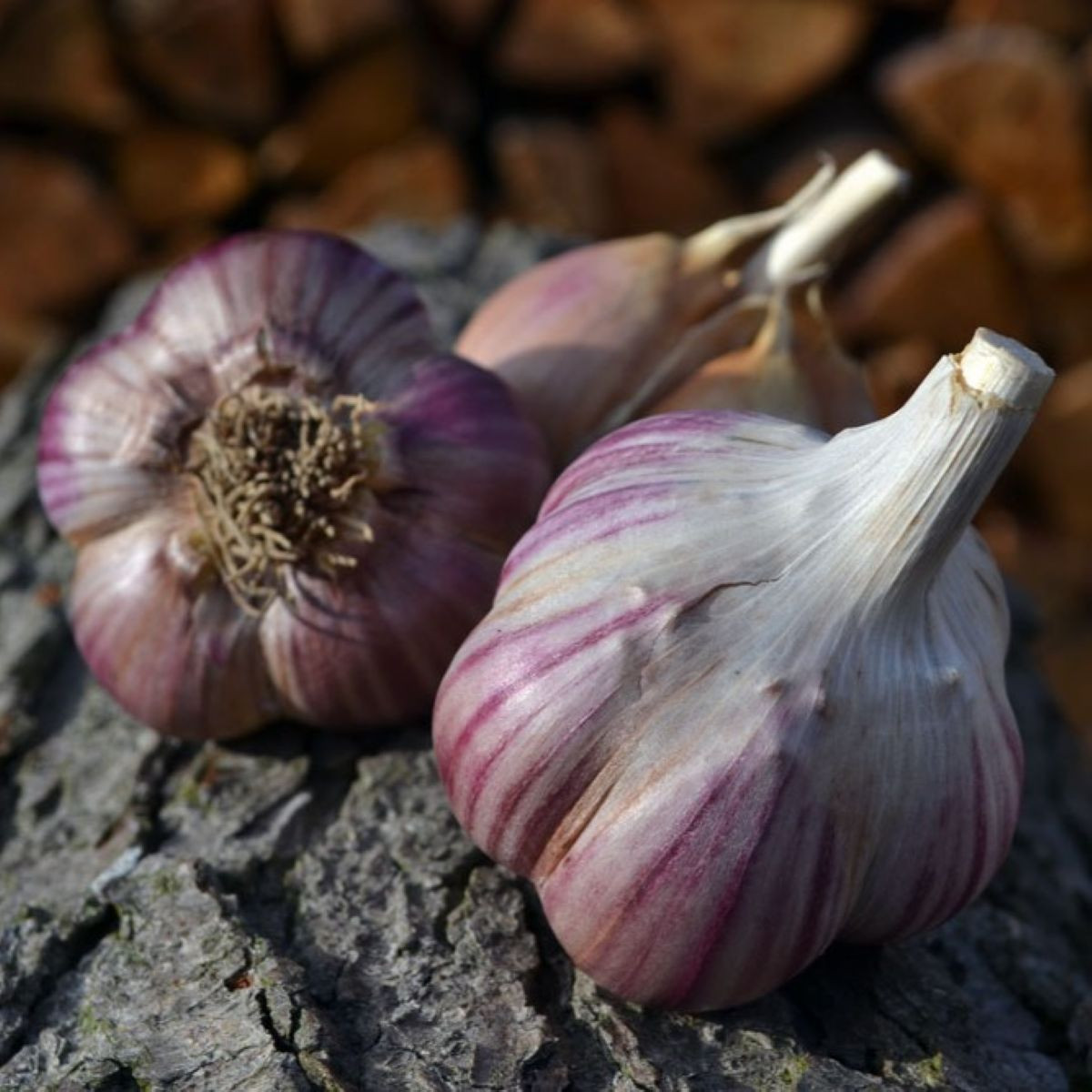 Sadilni česen Janko - Allium sativum - trdovrat - 1 pakiranje
