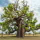 Baobab afriški - Adansonia digitata - semena baobaba - 3 kos