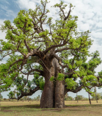 Baobab afriški - Adansonia digitata - semena baobaba - 3 kos