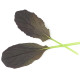 Mizuna Red Empire F1 – Brassica rapa var. japonica – semena mizune – 400 kosov