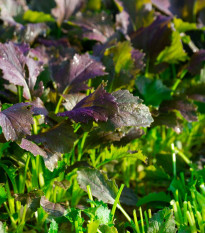 Mizuna Red Empire F1 – Brassica rapa var. japonica – semena mizune – 400 kosov