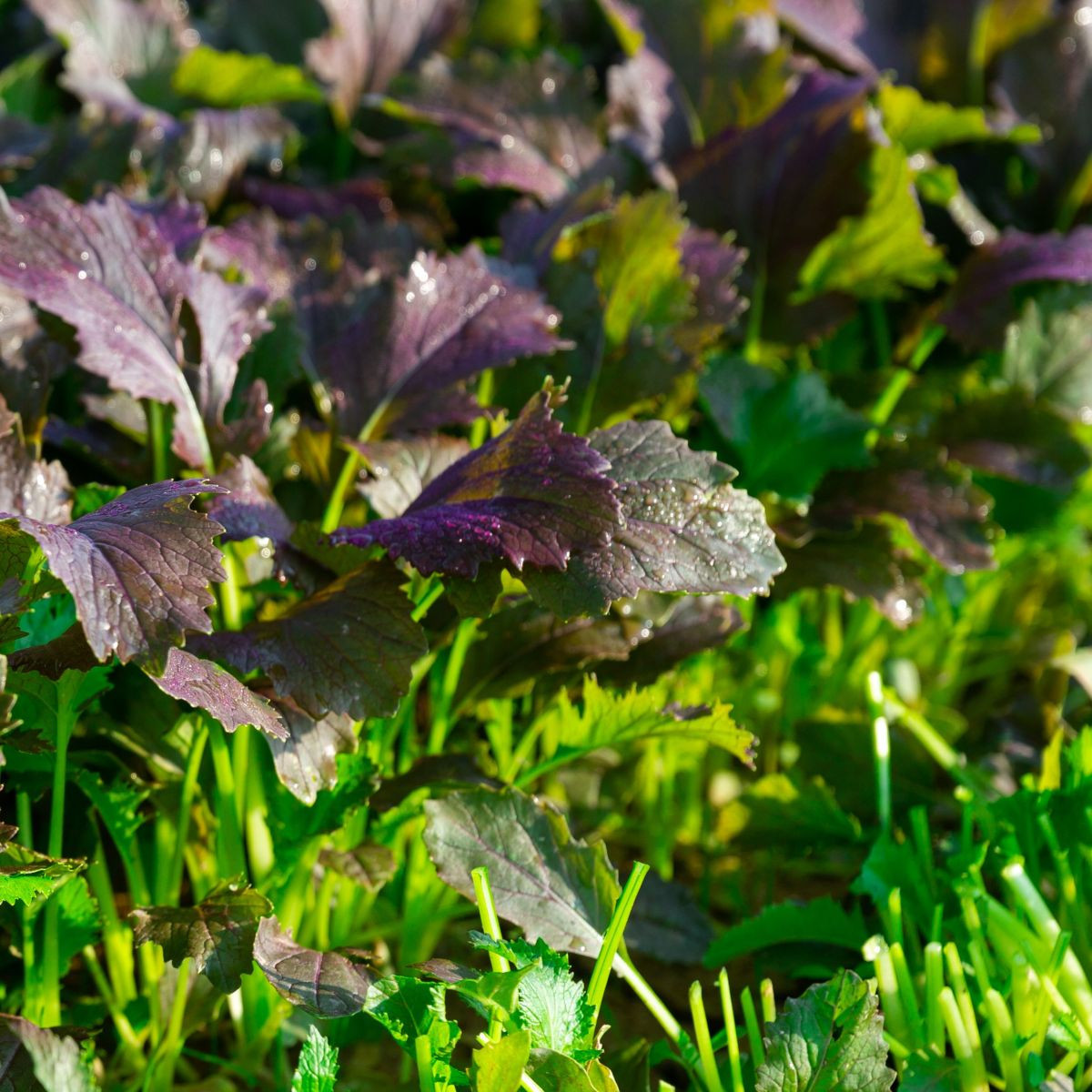 Mizuna Red Empire F1 – Brassica rapa var. japonica – semena mizune – 400 kosov