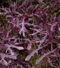 BIO Gorčica Moutarde Rouge Metis - Brassica juncea - bio semena gorčice - 100 kos