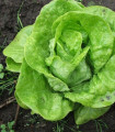 Solata glavnata za pospeševanje - Lactuca sativa - semena - 300 kosov