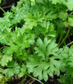 Petršilj listnati (kodrasti) temno zeleni - Petroselinum crispum convar. vulgare - semena - 1 g