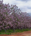 Paulovnija Kirl - Paulownia Kirl - semena - 15 kos