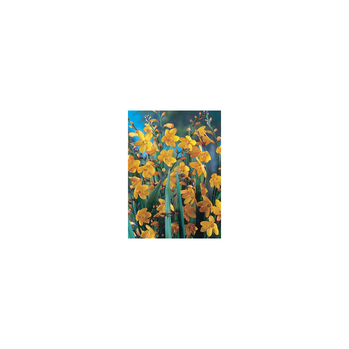 Montbrécie George Davidson - Crocosmia - hlízy montbrécie - 4 ks