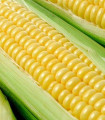 Sladka koruza Tasty Sweet F1 - Zea Mays - semena - 16 kosov