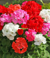 Vrtna muškatna Cabaret F2 – Pelargonium hortorum – semena – 6 kosov