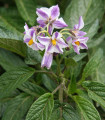 Pepino gold - Solanum muricatum - semena pepina - 5 kosov