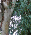 Evkaliptus kampanulata - Blagodičnik - Eucalyptus Campanulata - semena - 7 kos