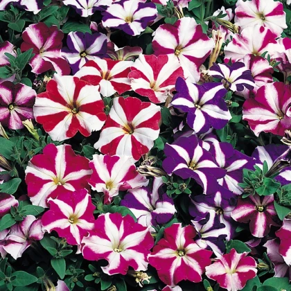 Petúnie nízká Stars mix - Petunia nana compacta - semena petúnie - 20 ks
