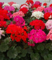 Mešanica muškatnih pelargonij Paintbox – mešanica hibridov pelargonij – semena – 8 kosov