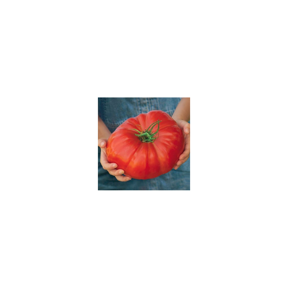 Rajče Gigantomo - Solanum lycopersicum - semena - 5 ks