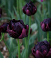 Tulipan Črni Heroj - Tulipa - čebulice tulipana - 3 kosi
