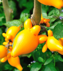Solanum mammosum - Solanum mammosum - semena solana - 15 kosov