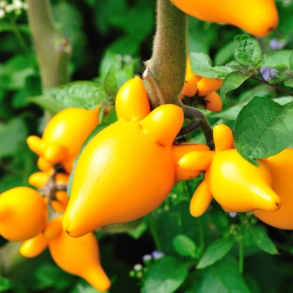 Solanum mammosum - Solanum mammosum - semena solana - 15 kosov