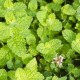 Jabolčna meta - Mentha rotundifolia - semena mete - 50 kosov