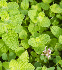 Jabolčna meta - Mentha rotundifolia - semena mete - 50 kosov