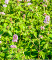 Vodna meta - Mentha aquatica - semena mete - 30 kosov