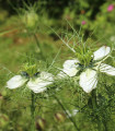 Črni kumen - Nigella sativa - semena kumina - 25 kos