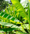 Banana Cheesmanii - Musa cheesmanii - semena bananovca - 5 kosov
