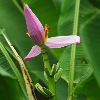 Banana Bau - Musa bauensis - semena - 3 kos