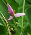 Banana Bau - Musa bauensis - semena - 3 kos