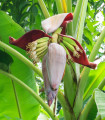 Banana Sikkism - Musa sikkimensis - semena banane - 3 kos