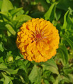 Ostálka jiřinkokvětá rumena - Zinnia elegans - semena ostálky - 50 kos