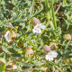 Silenka napihnjena Stridolo - Silene inflata - semena silenke - 380 kos
