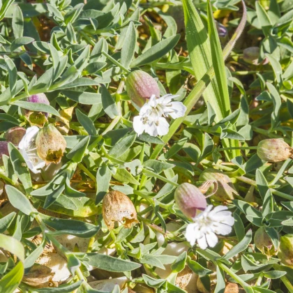Silenka napihnjena Stridolo - Silene inflata - semena silenke - 380 kos