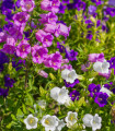 Polnocvetna zvončica – Campanula medium – semena zvončice – 400 kosov