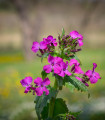 Dvoletni lunaria vijolična - Lunaria biennis - semena lunarie - 50 kos