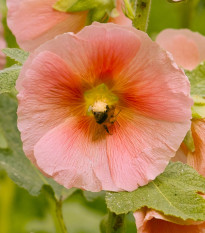 Topolovka plnokvětá oranžová Chaters - Alcea rosea - semena topolovky - 7 ks
