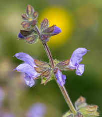Šalvěj sporýšová - Salvia verbenaca - semena šalvěje - 50 ks