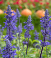 Modra pomoučena žajbelj - Salvia farinacea - semena žajblja - 30 kosov