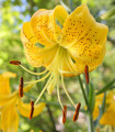 Lilija Citronella - Lilium - čebulice lilij - 1 kos
