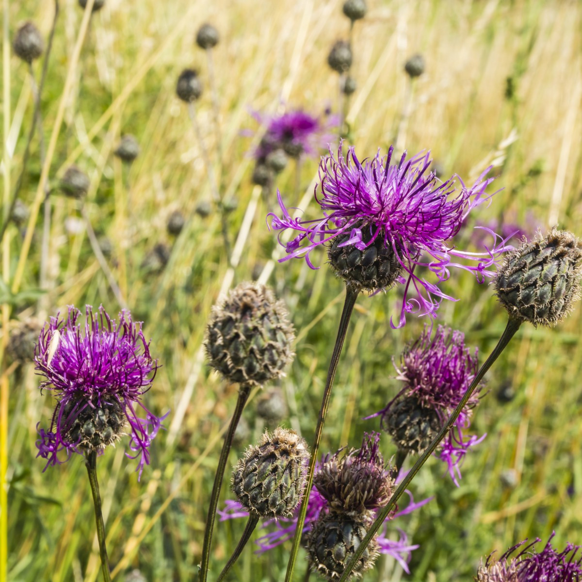 Chrpa čekánek - Centaurea scabiosa - semena chrpy - 50 ks