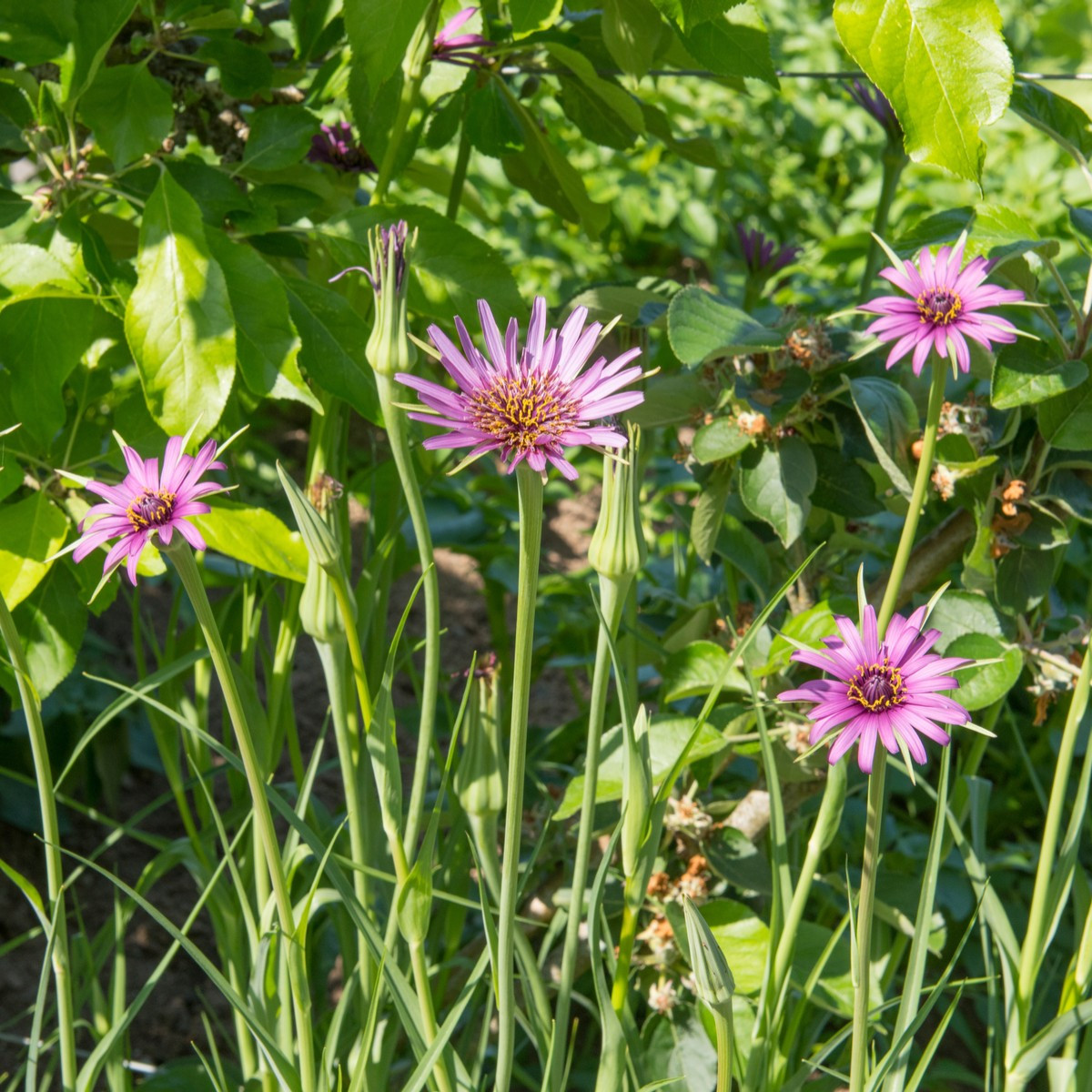 Kozí brada fialová - Tragopogon porrifolius - semena kozí brady - 90 ks