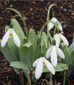 Sneguljčica Elwesova - Galanthus elwesii - čebulice sneguljčice - 3 kosi