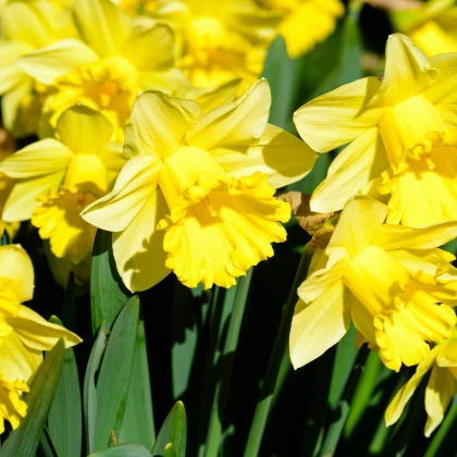 Narcis Goblet - Narcissus L. - čebulice - 3 kosi