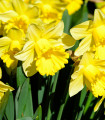 Narcis Goblet - Narcissus L. - čebulice - 3 kosi