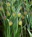 Fritillaria Uva vulpis - Fritillaria - čebulice - 5 kos
