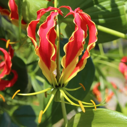 Glorioza Plezalna - Gloriosa rotschildana - čebulnice - 1 kos